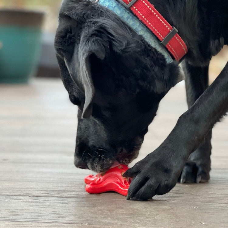 SodaPup Starfish Ultra Durable Nylon for Aggressive Chewers Dog Chew Toy