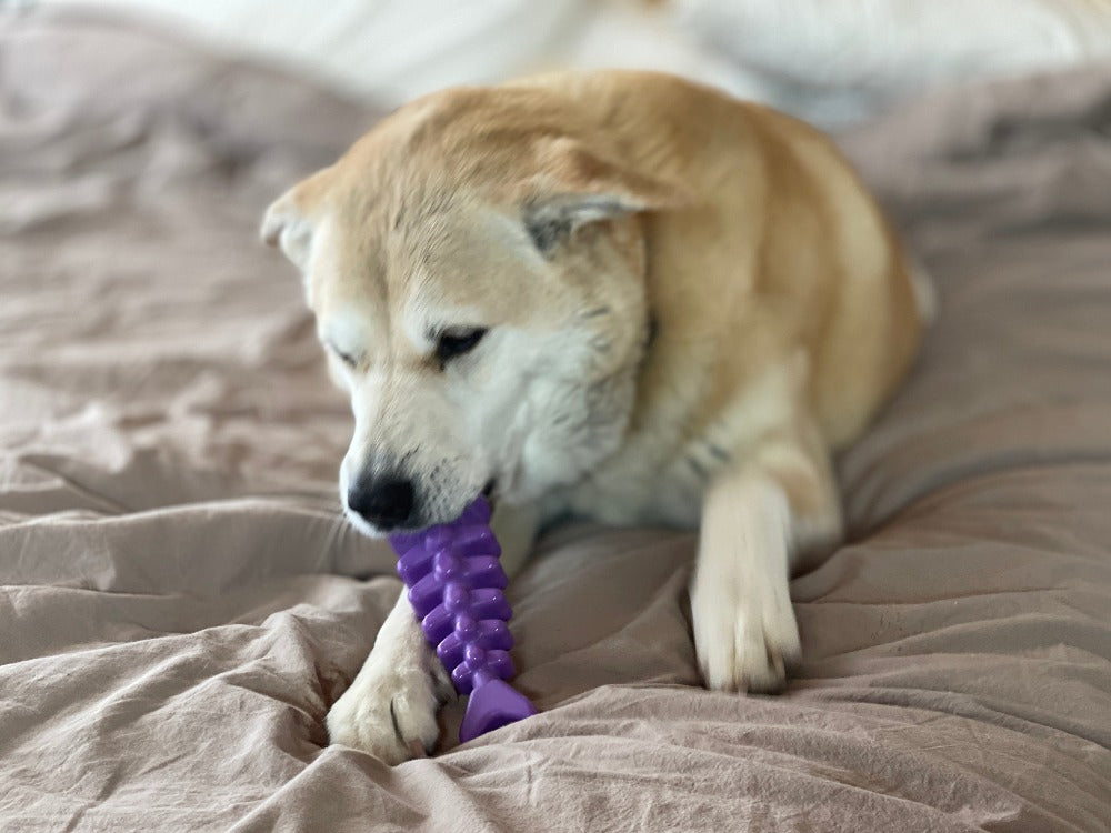 SodaPup Fish Bone Ultra Durable Nylon Chew Toy