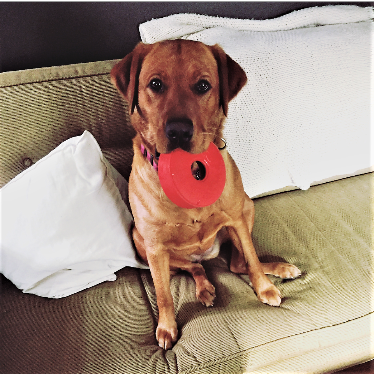 SodaPup Life Ring Durable Rubber Chew Toy & Treat Dispenser