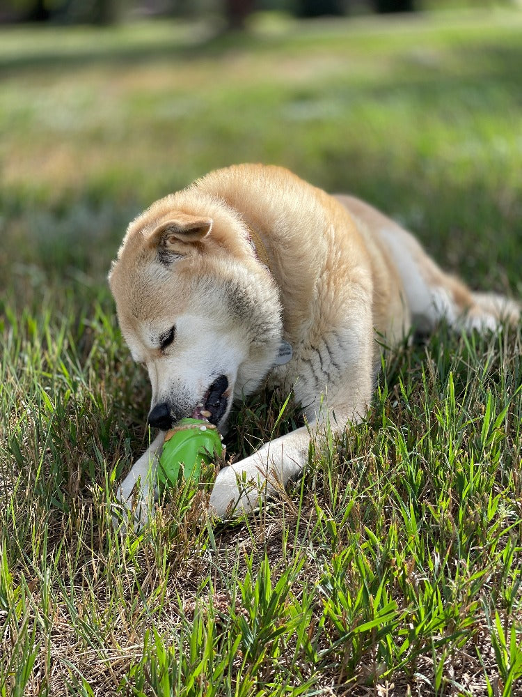 SodaPup Gnome Durable PUP-X  Rubber Chew Toy & Treat Dispenser