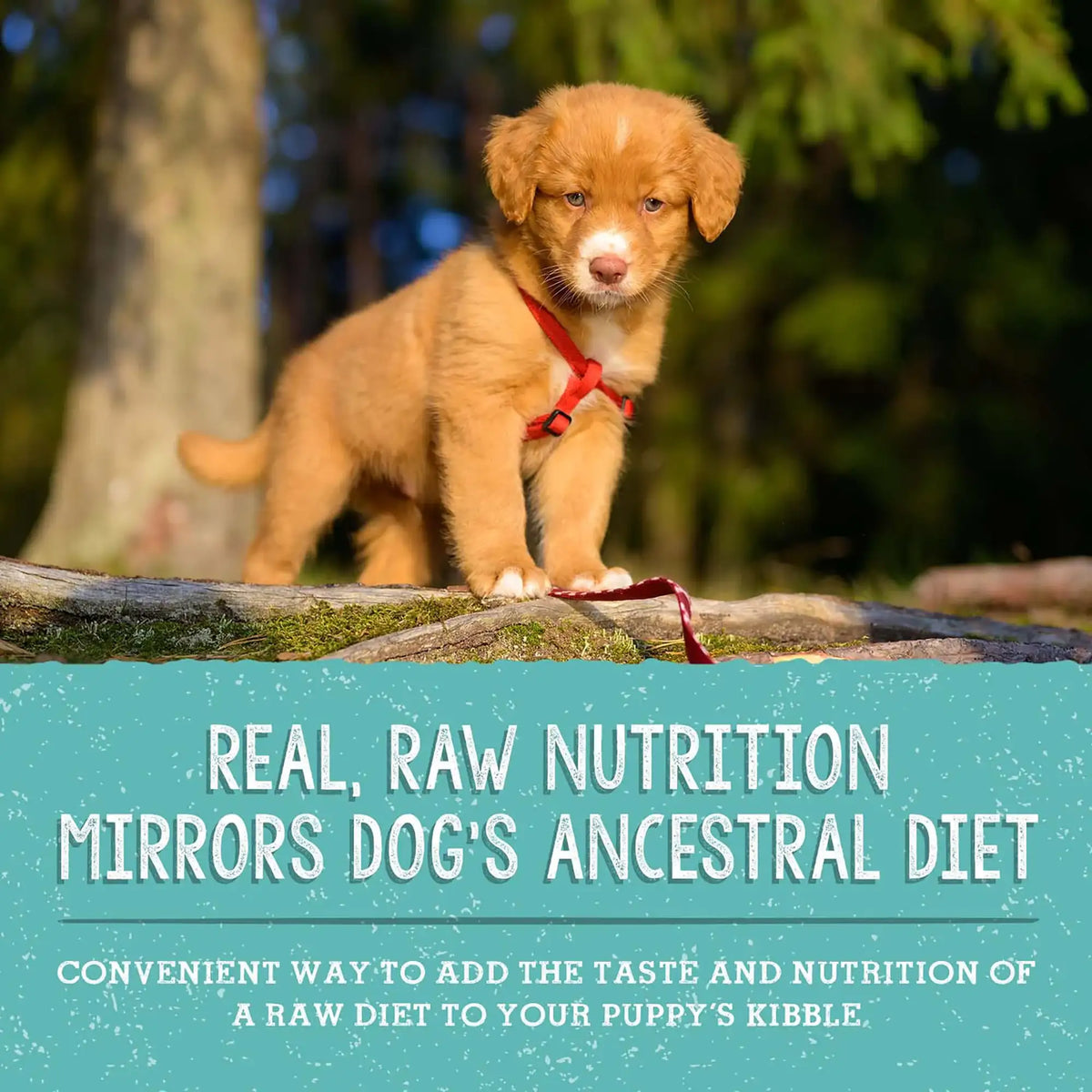 Stella &amp; Chewy&#39;s Freeze-Dried Raw Puppy Beef and Salmon Meal Mixers Dog Food Topper