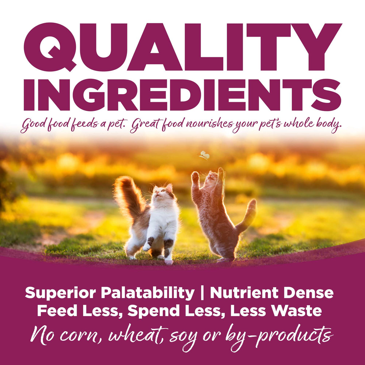 NutriSource Chicken &amp; Rice Cat &amp; Kitten Food
