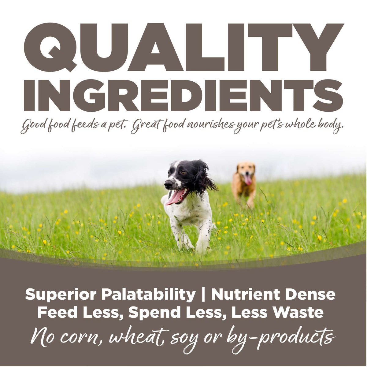 NutriSource Senior Chicken &amp; Rice with Wholesome Grains Dog Food