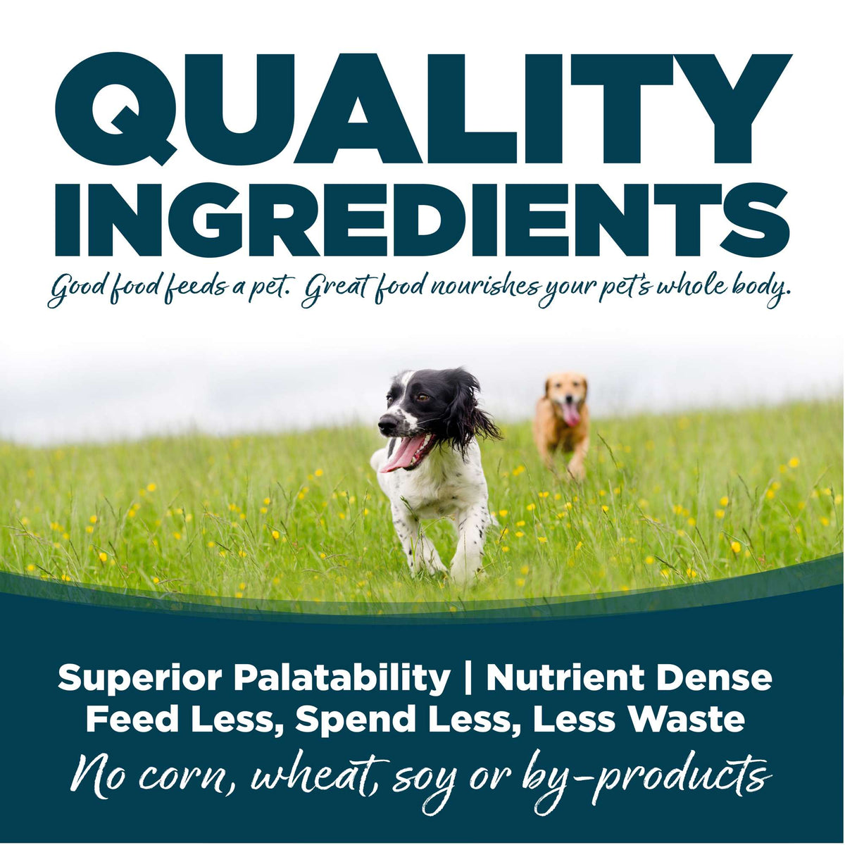 NutriSource Small Bites Adult Chicken &amp; Rice with Wholesome Grains Dog Food