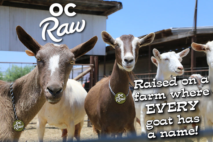 OC Raw Frozen Pure &amp; Simple Yellow Goat Milk for Dogs