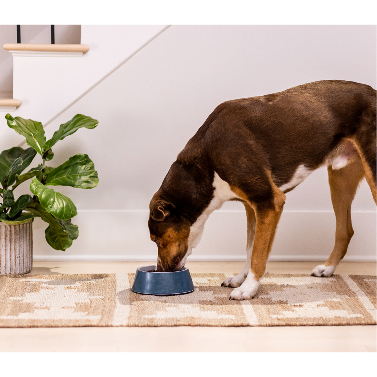 Open Farm Salmon &amp; Ancient Grains Puppy Dog Food