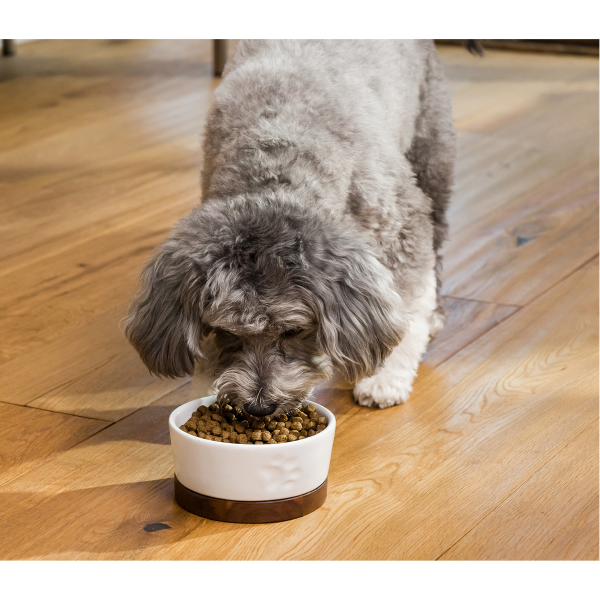 Open Farm Grain Free Salmon &amp; Sweet Potato Puppy Dog Food