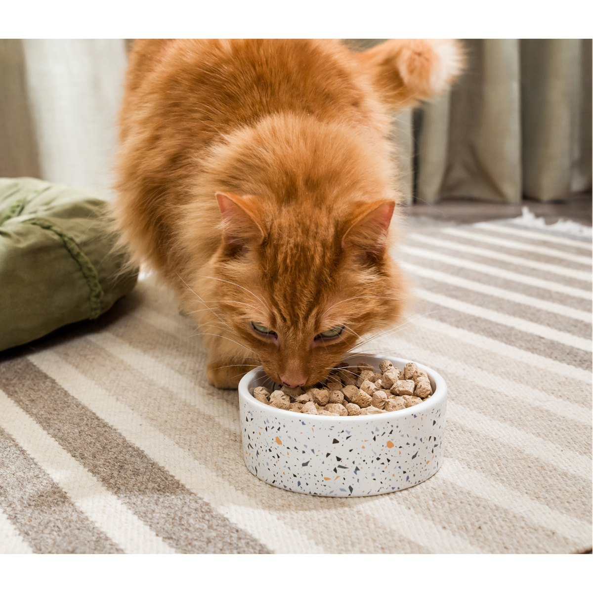 Open Farm Freeze-Dried Raw Surf &amp; Turf Meal or Mixer Cat Food