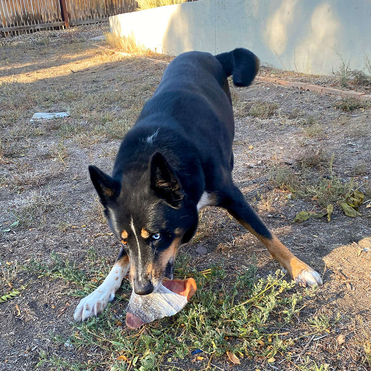Icelandic+ Fish Ear Cod Skin Wrapped Pig Ear Dog Chews