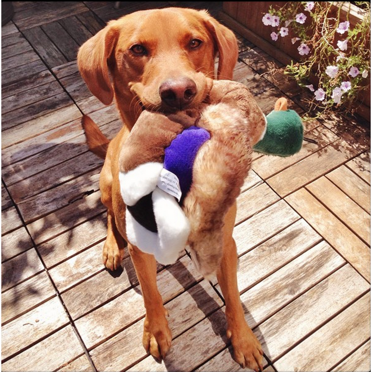 Fluff &amp; Tuff Wally Mallard Dog Toy