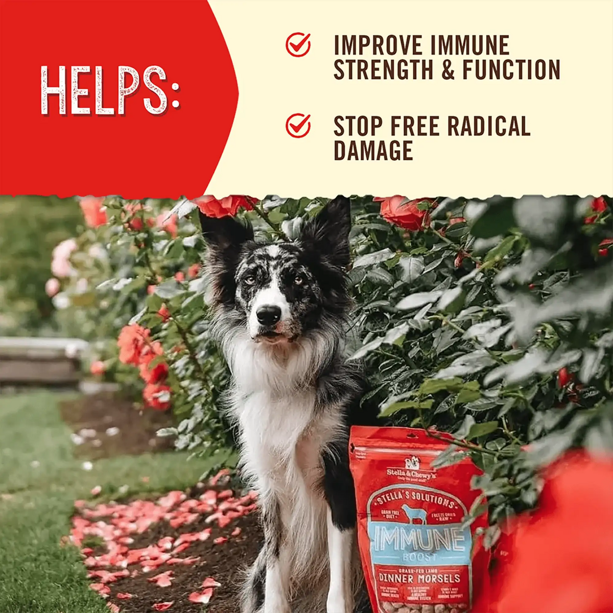 Stella &amp; Chewy&#39;s Freeze-Dried Raw Stella&#39;s Solutions Immune Boost Lamb Dog Food or Topper