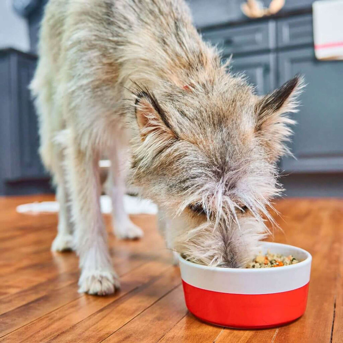 Stella &amp; Chewy&#39;s FreshMade Gobblin&#39; Good Gently Cooked Dog Food