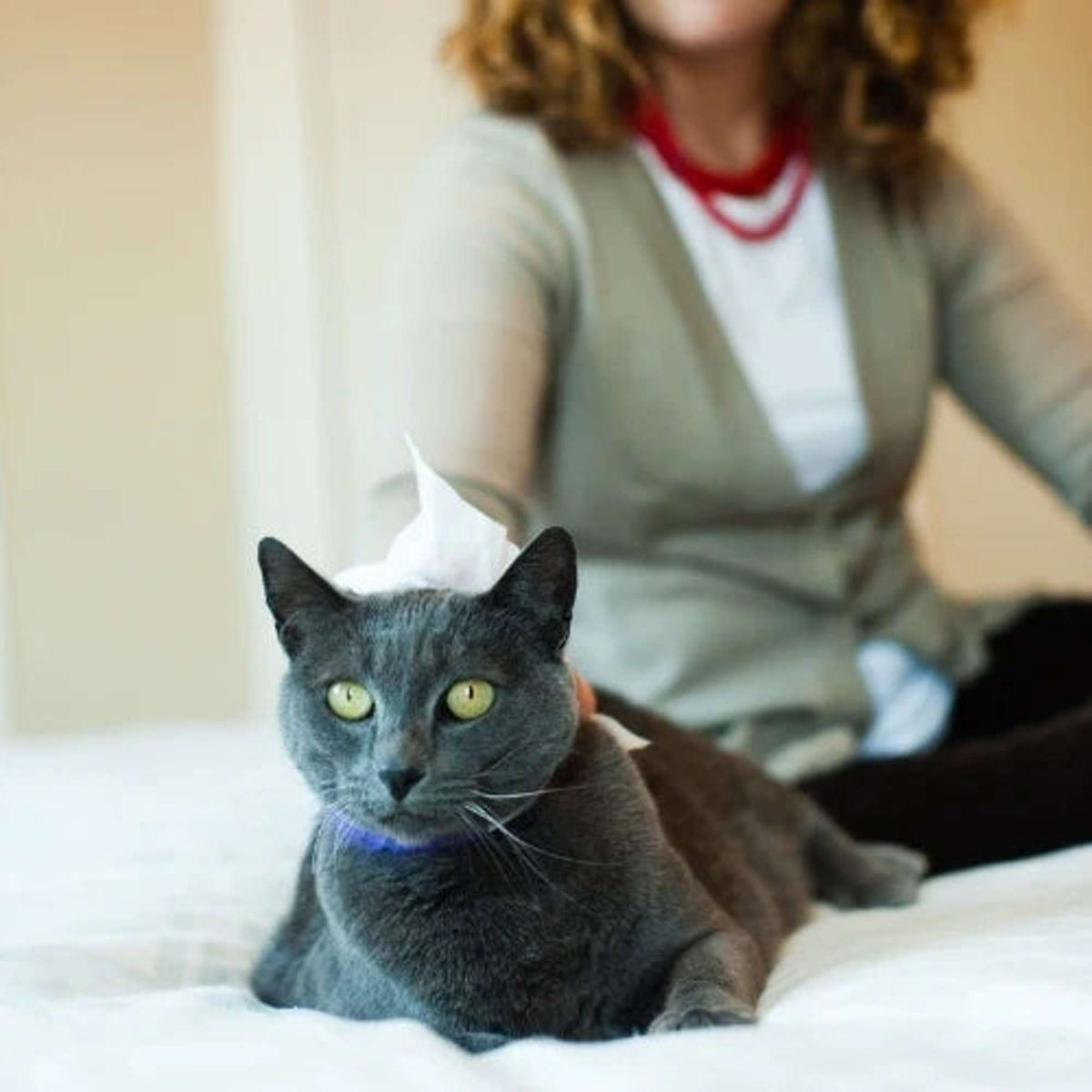 Earthbath Cat Hypoallergenic Wipes Fragrance Free