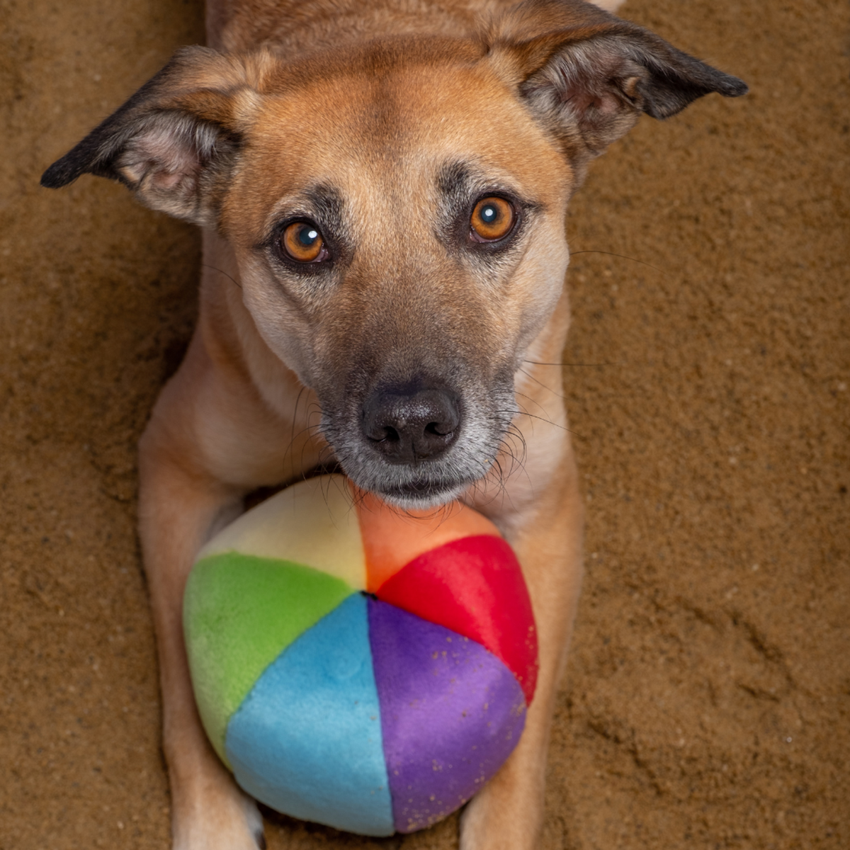 Fluff &amp; Tuff Mini Beach Ball Dog Toy