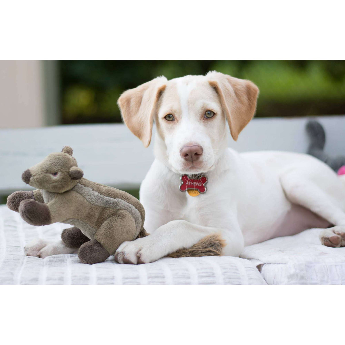 Fluff &amp; Tuff Peanut Chipmunk Dog Toy