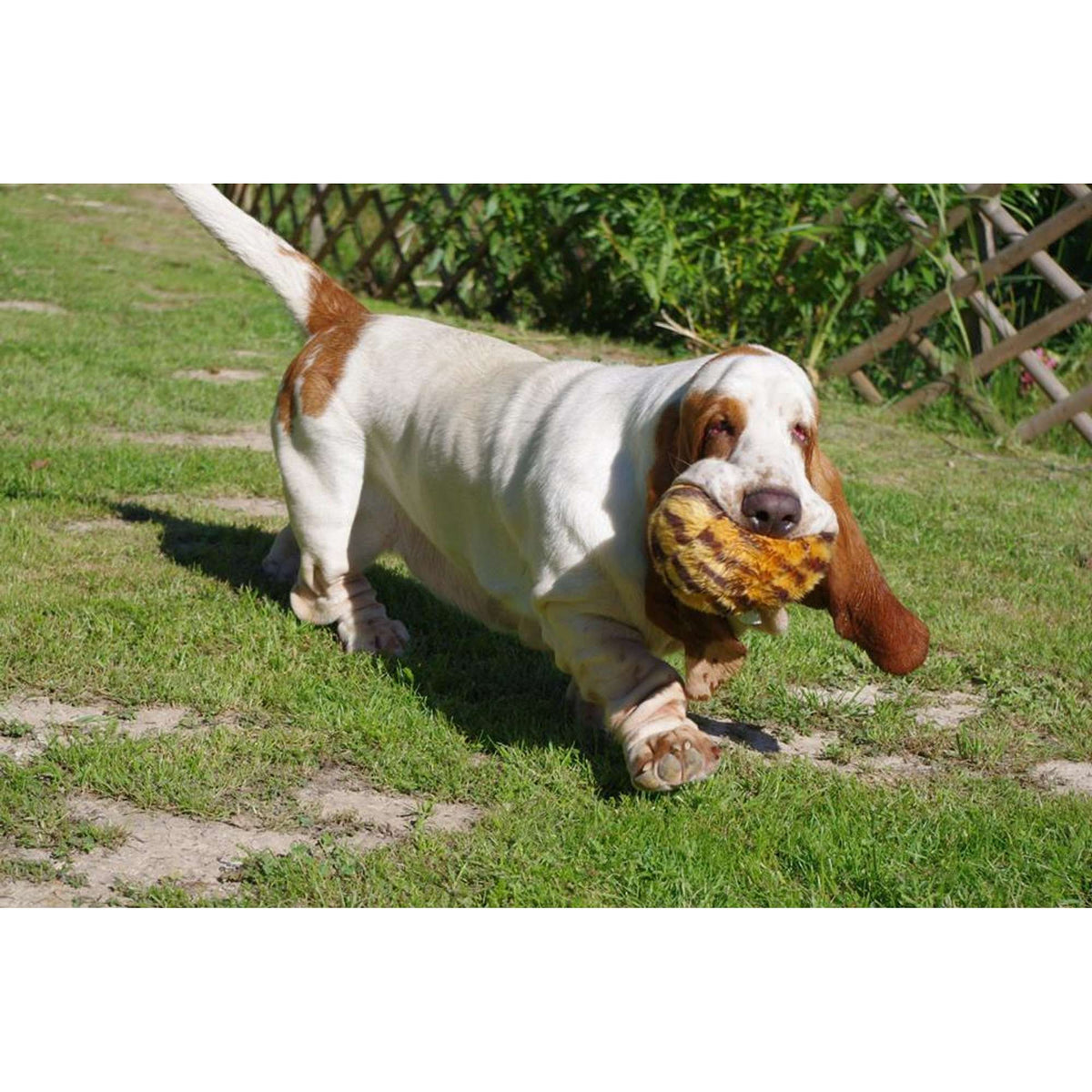 Fluff &amp; Tuff Tiger Ball Dog Toy