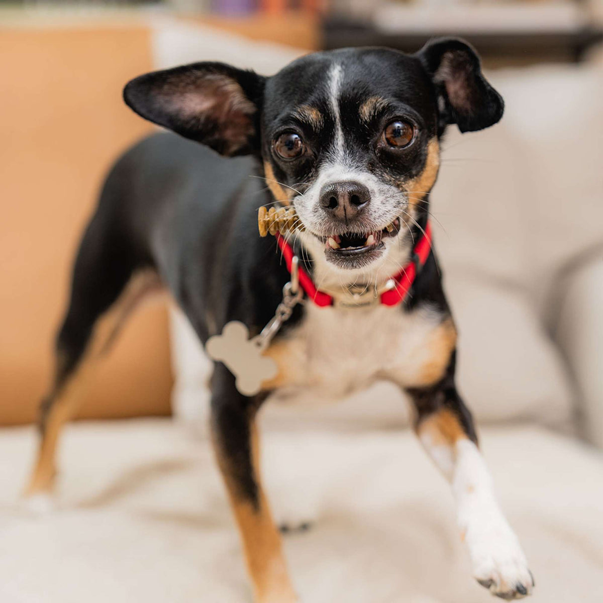 Stella &amp; Chewy&#39;s Dental Delights Extra Small Dog Chews