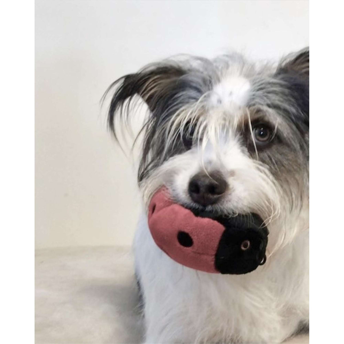 Fluff &amp; Tuff Lady Bug Dog Toy