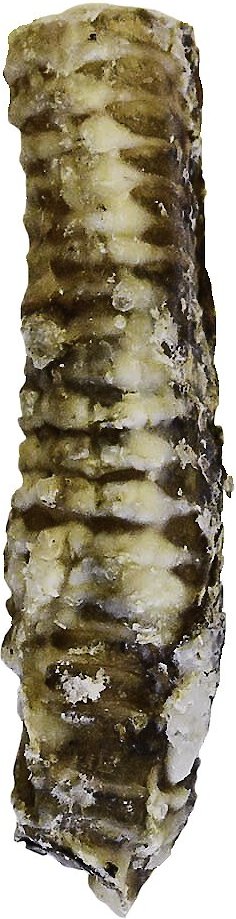 Nature&#39;s Logic Beef Trachea Canine Dog Treats