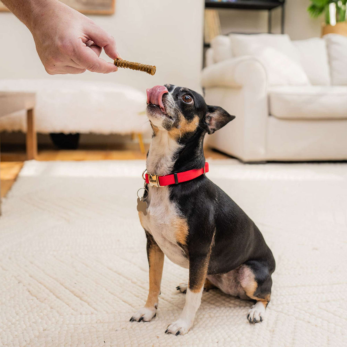 Stella &amp; Chewy&#39;s Dental Delights Extra Small Dog Chews