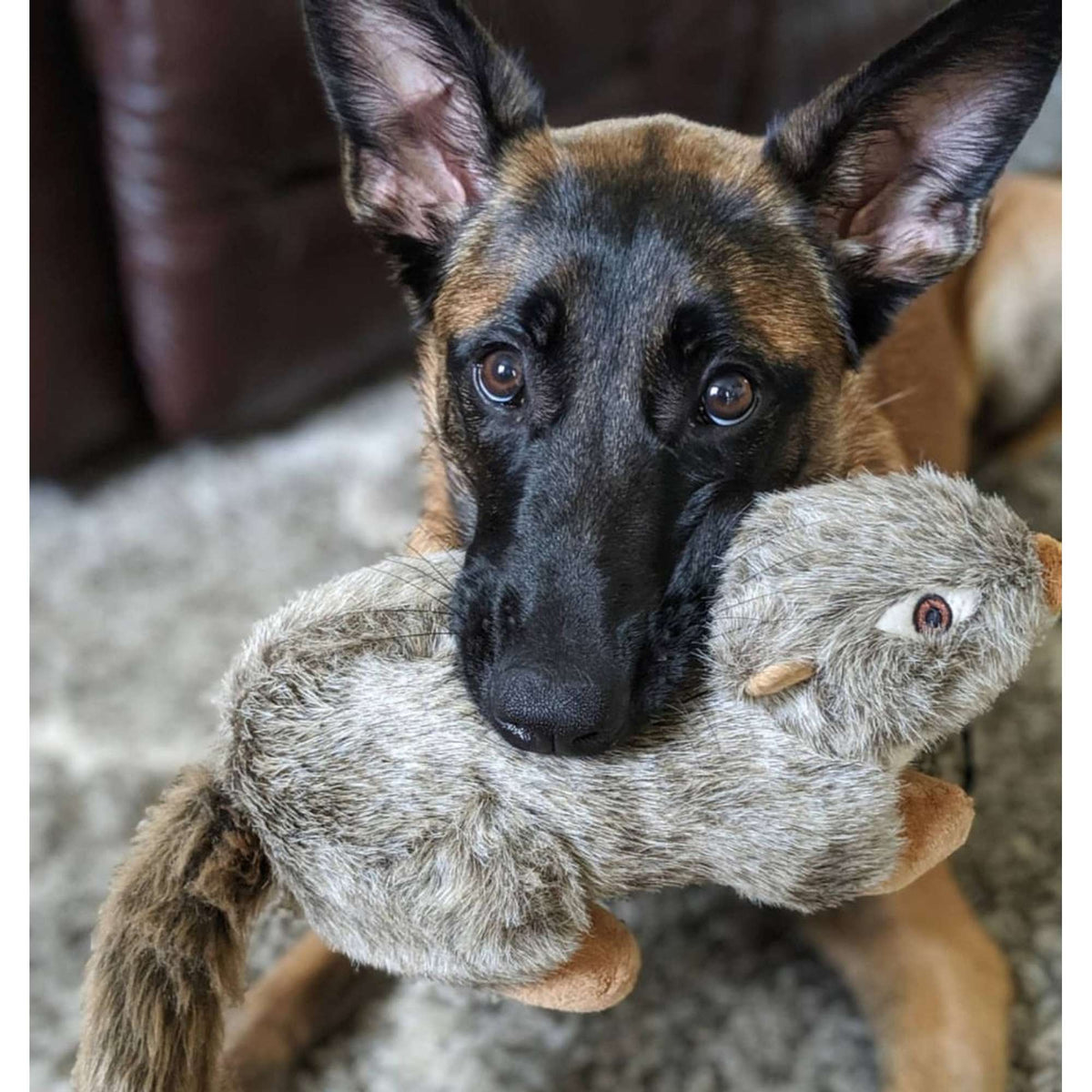 Fluff &amp; Tuff Nuts Squirrel Dog Toy