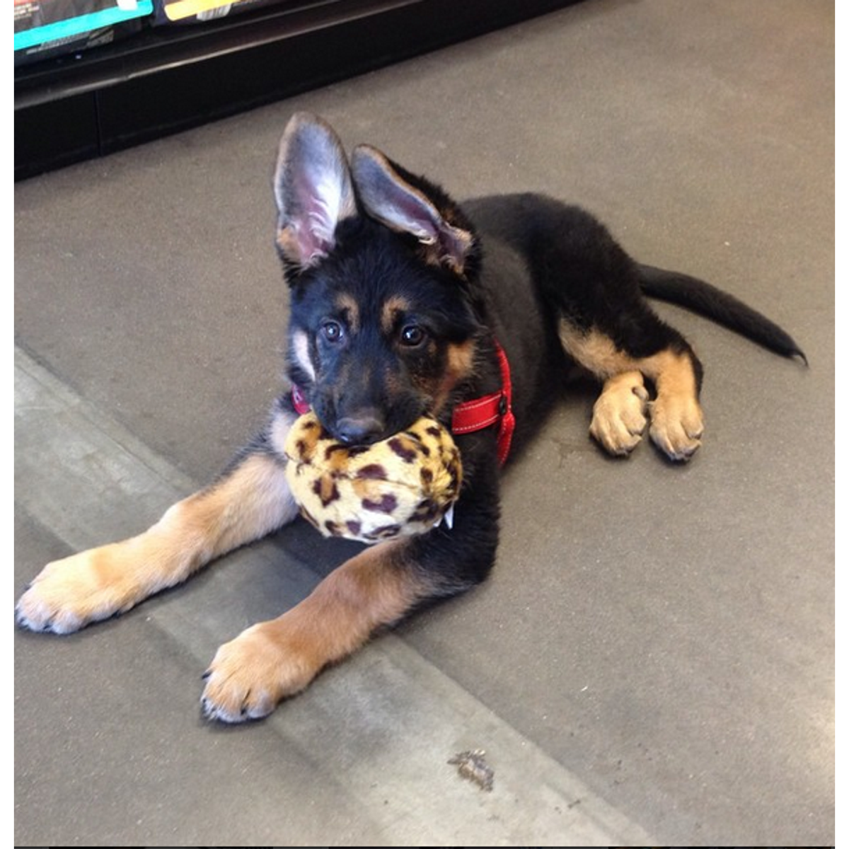Fluff &amp; Tuff Leopard Ball Dog Toy