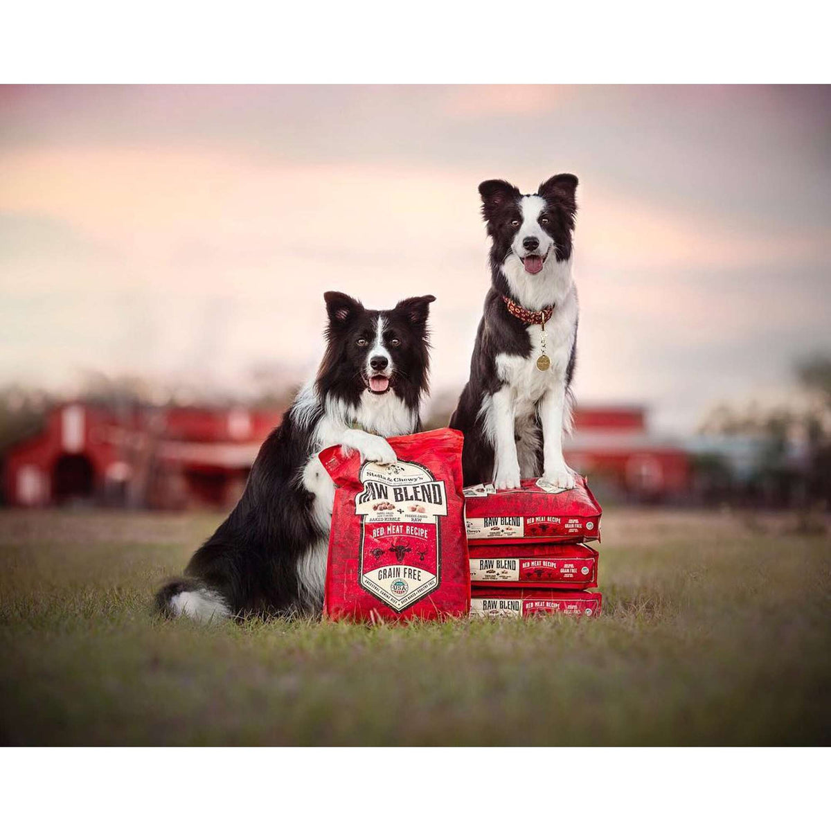 Stella &amp; Chewy&#39;s Kibble Raw Blend Red Meat Dog Food