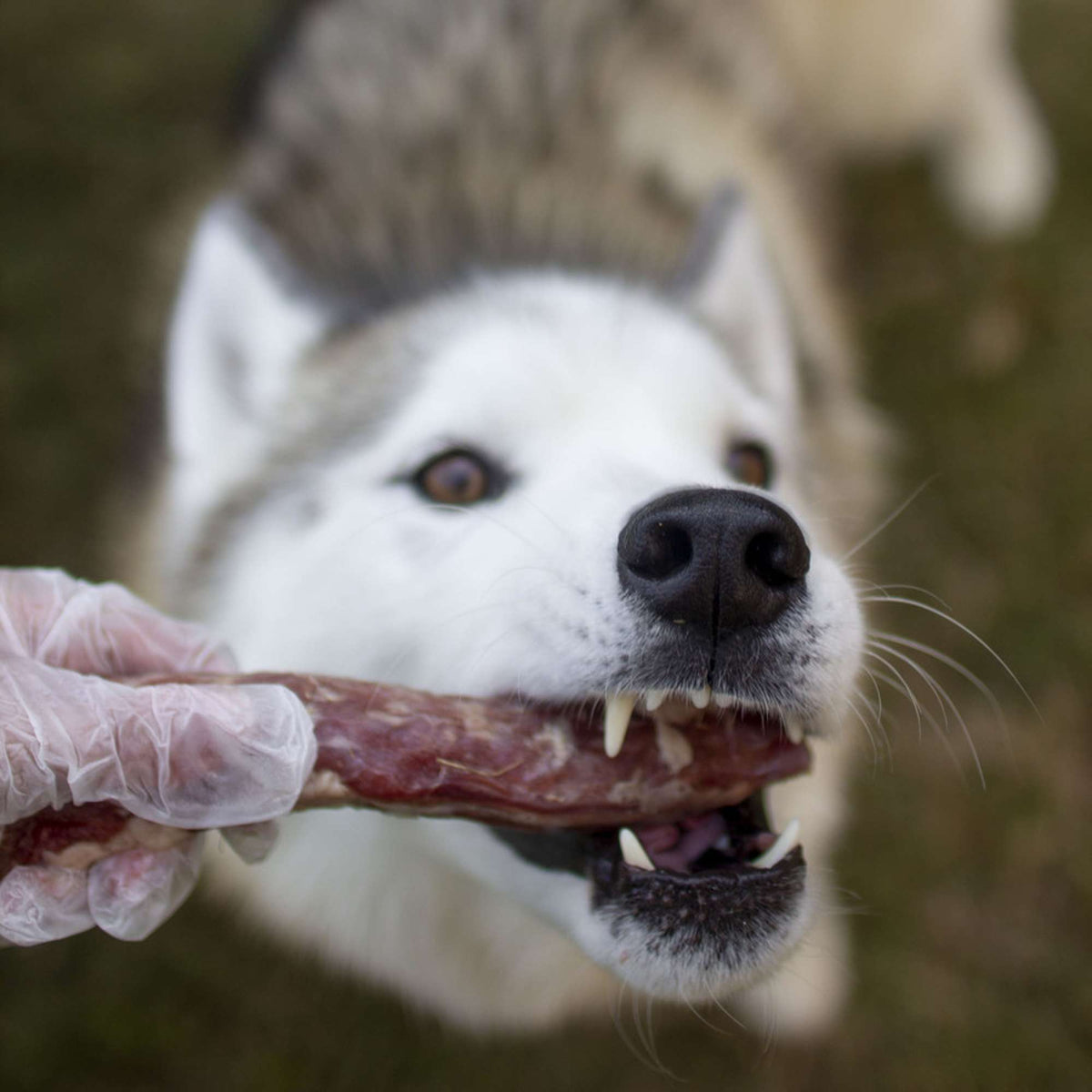 Oma&#39;s Pride Frozen Raw Whole Duck Necks for Dog &amp; Cat Chews
