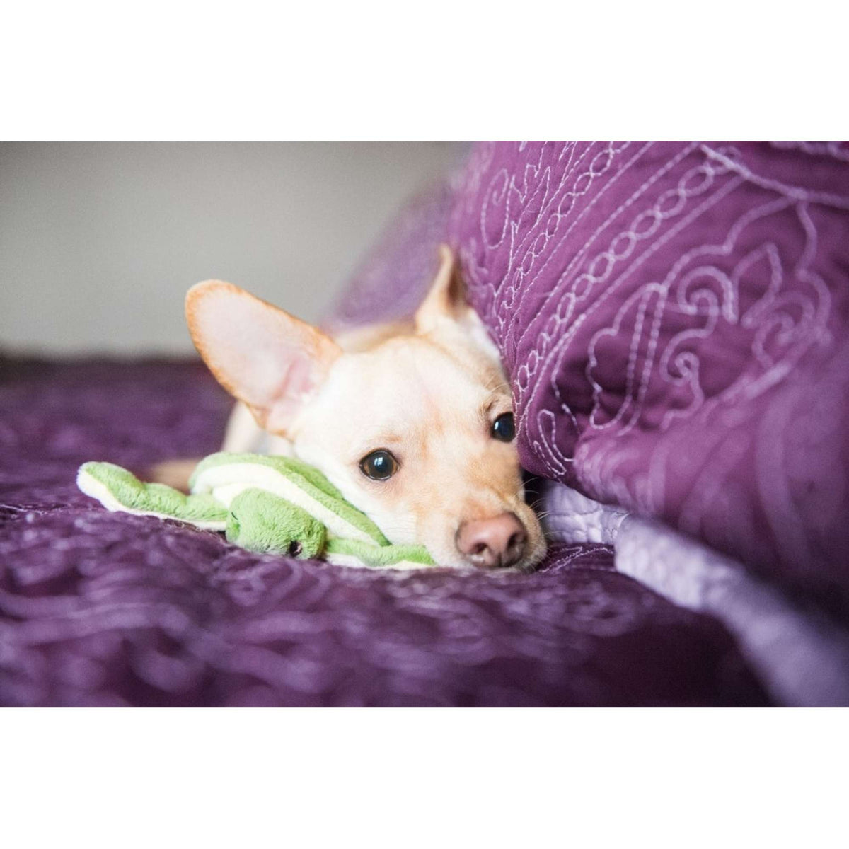 Fluff &amp; Tuff Shelly Turtle Dog Toy