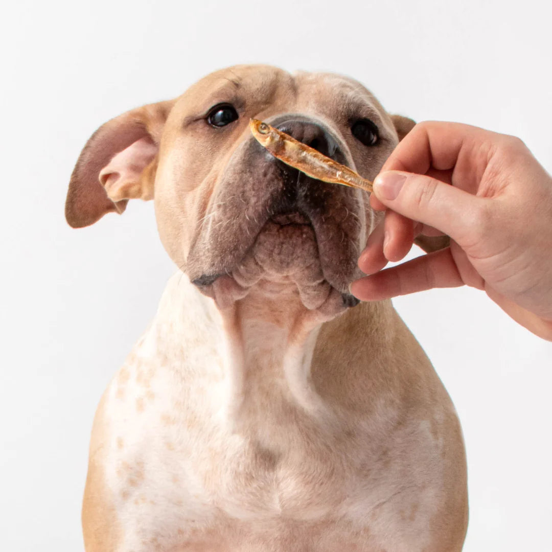 Polkadog Bakery Atlantic Silverside Crunchy Whole Fish Dog Treats
