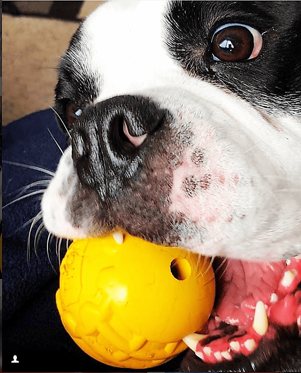 SodaPup ID Ball Durable Rubber Chew Ball