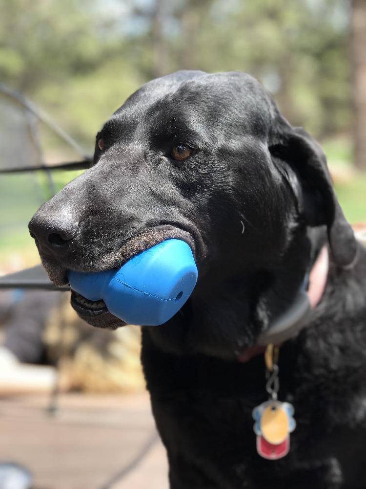 SodaPup ID Double Trouble Durable Rubber Chew Toy and Treat Dispenser