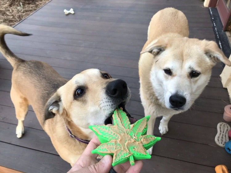 SodaPup Colorado Maple Leaf Durable Nylon Dog Chew Toy