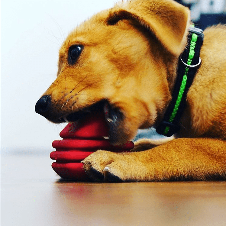 SodaPup Large Rubber Heart on a String Dog Toy