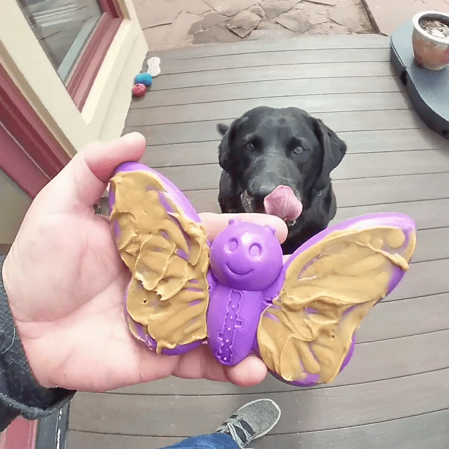 SodaPup Butterfly Durable Nylon Chew and Enrichment Toy