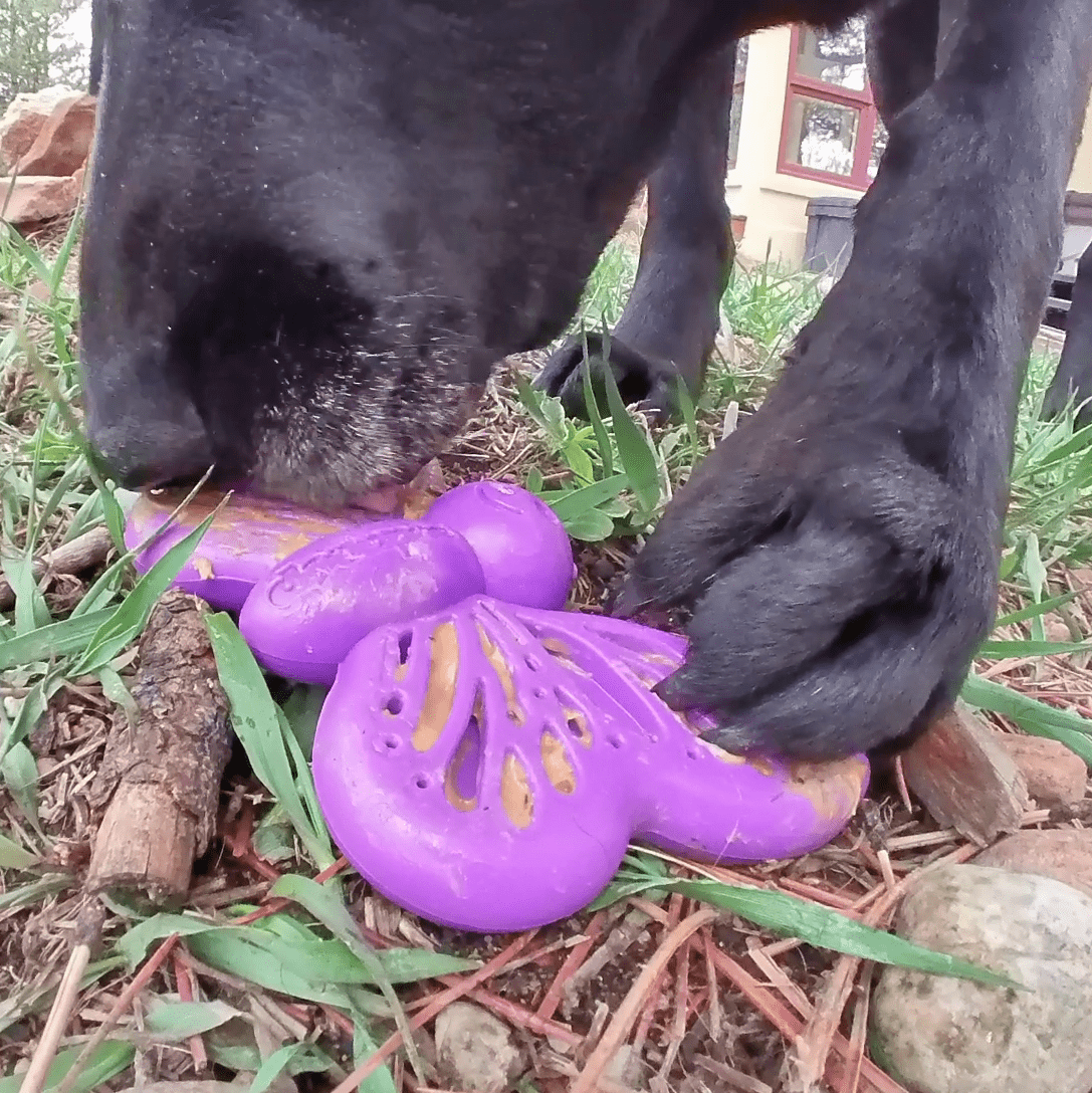 SodaPup Butterfly Durable Nylon Chew and Enrichment Toy