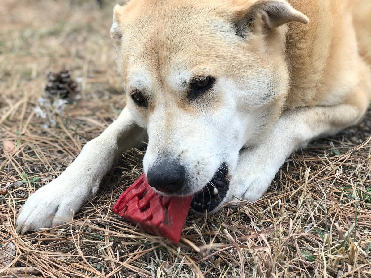 SodaPup Cherry Pie Ultra Durable Nylon Dog Chew Toy and Treat Holder