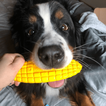 SodaPup Corn on the Cob Ultra Durable Nylon Dog Chew Toy