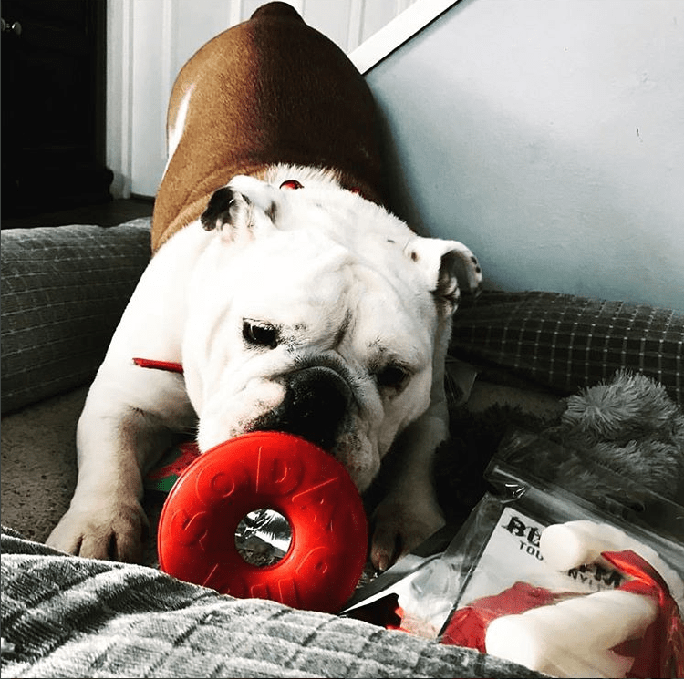 SodaPup Life Ring Durable Rubber Chew Toy & Treat Dispenser