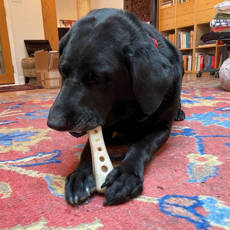 SodaPup MOD Bone Ultra Durable Nylon Dog Chew Toy