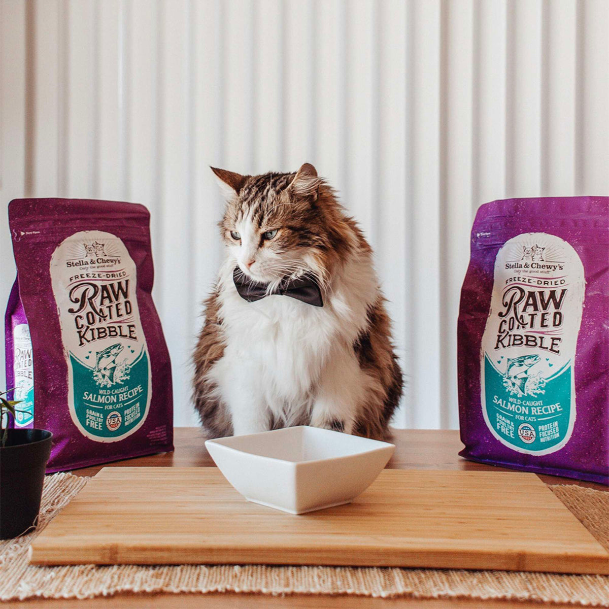 Stella &amp; Chewy&#39;s Kibble Raw Coated Salmon Cat Food
