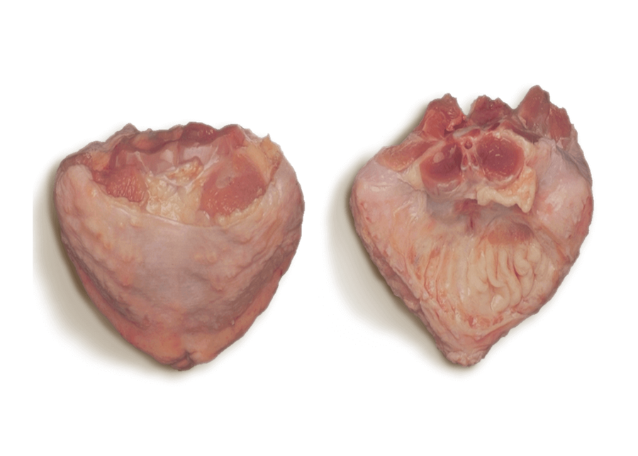 Rawr Frozen Raw Turkey Tail for Dogs & Cats