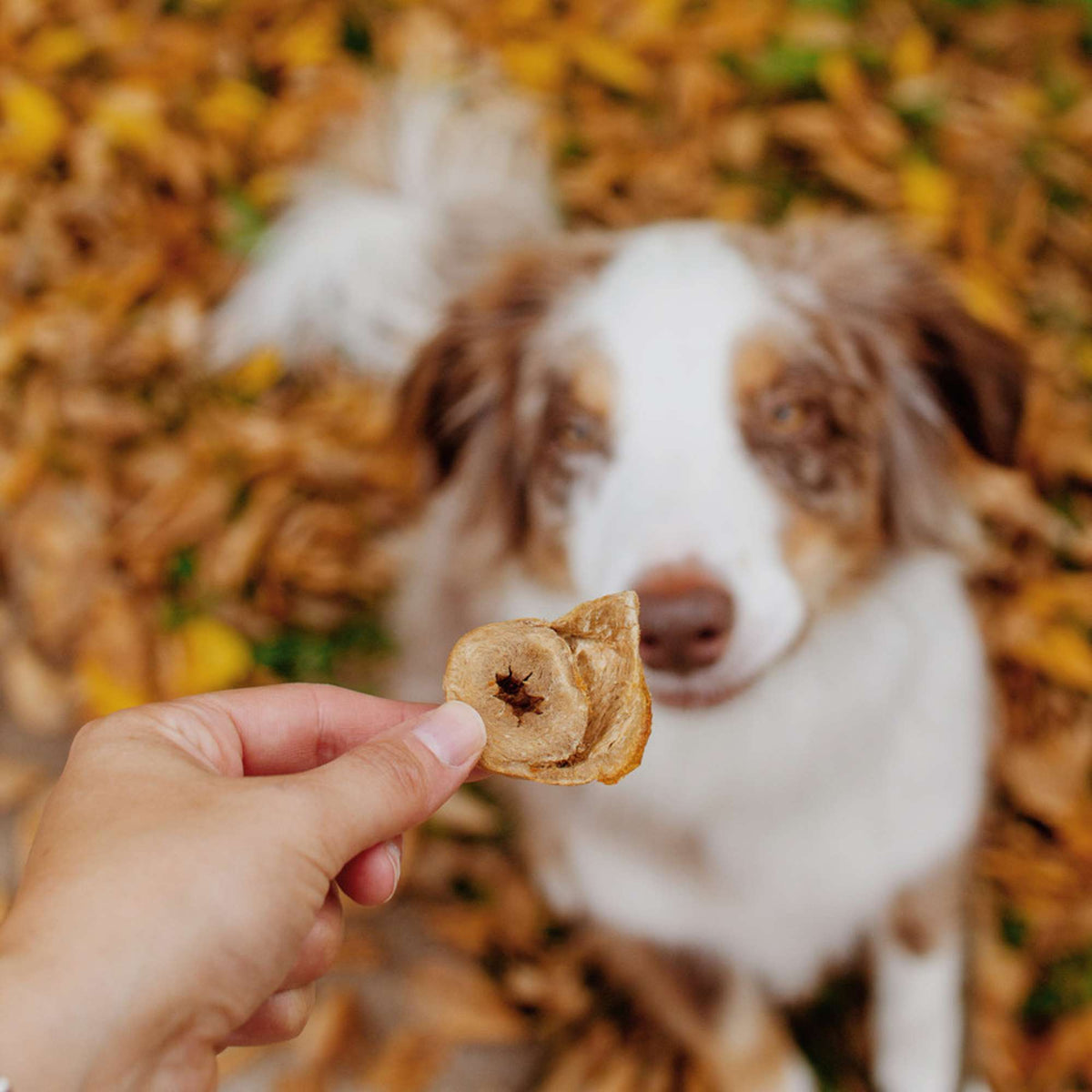 Oma&#39;s Pride Freeze-Dried Raw Turkey Hearts Dog &amp; Cat Treats