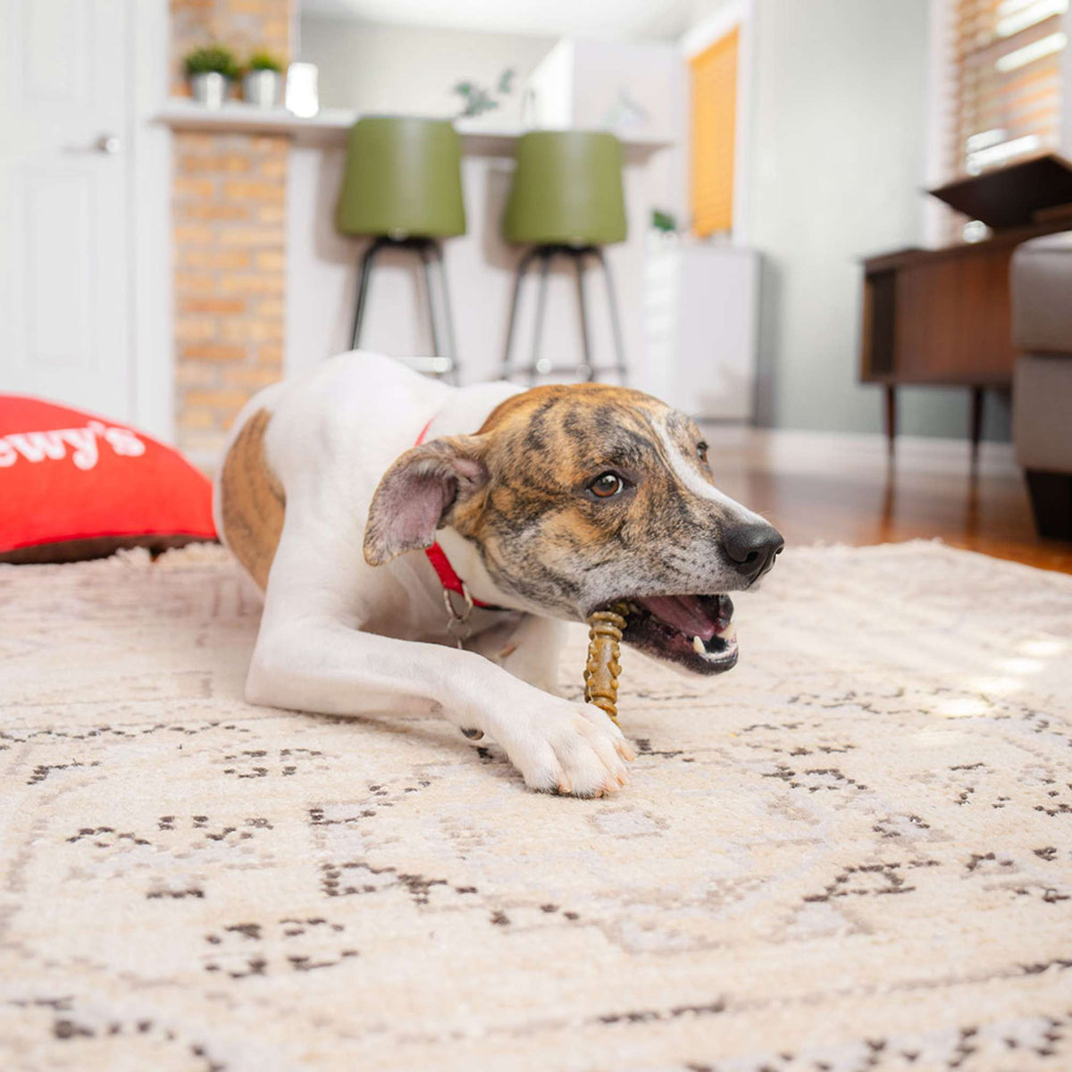 Stella &amp; Chewy&#39;s Dental Delights Medium Dog Chews