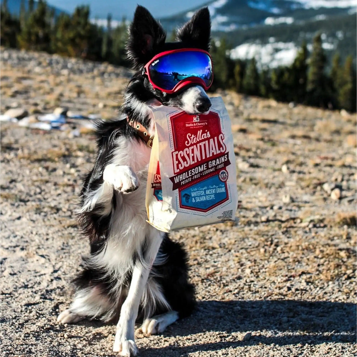 Stella &amp; Chewy&#39;s Stella&#39;s Essentials Whitefish &amp; Salmon Dog Food
