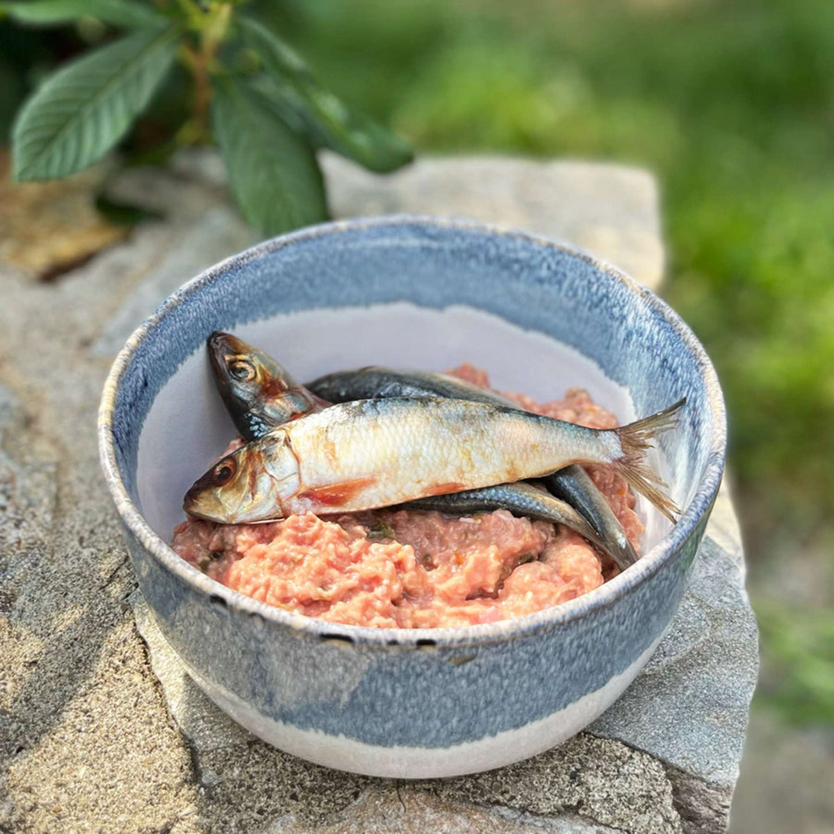 Oma&#39;s Pride Frozen Raw Whole Sardines for Dogs &amp; Cats