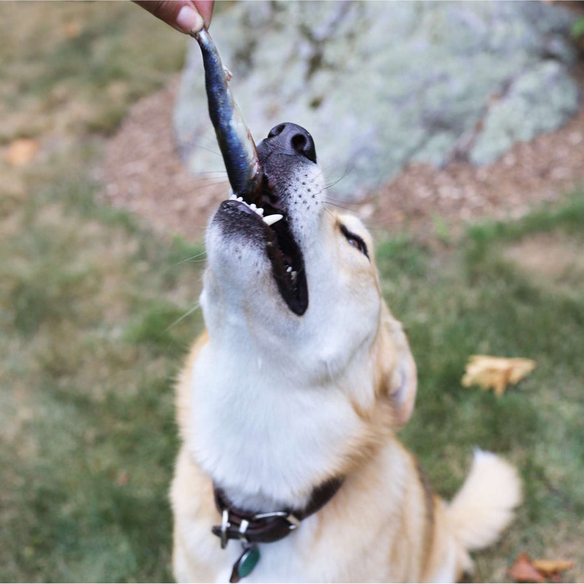 Oma&#39;s Pride Frozen Raw Whole Sardines for Dogs &amp; Cats