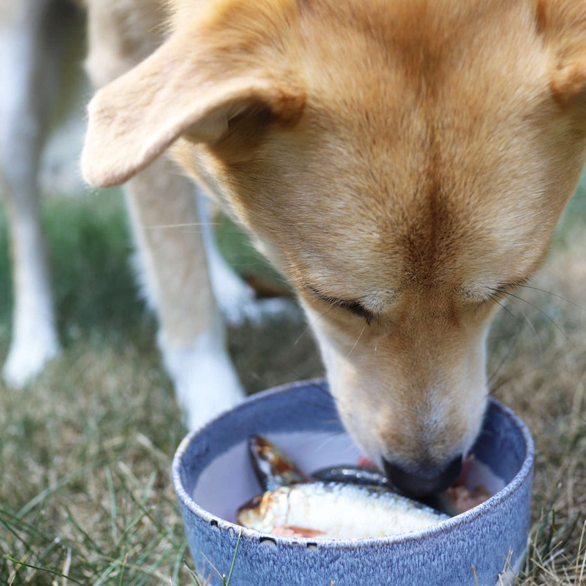 Oma&#39;s Pride Frozen Raw Whole Sardines for Dogs &amp; Cats
